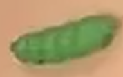 Bean
